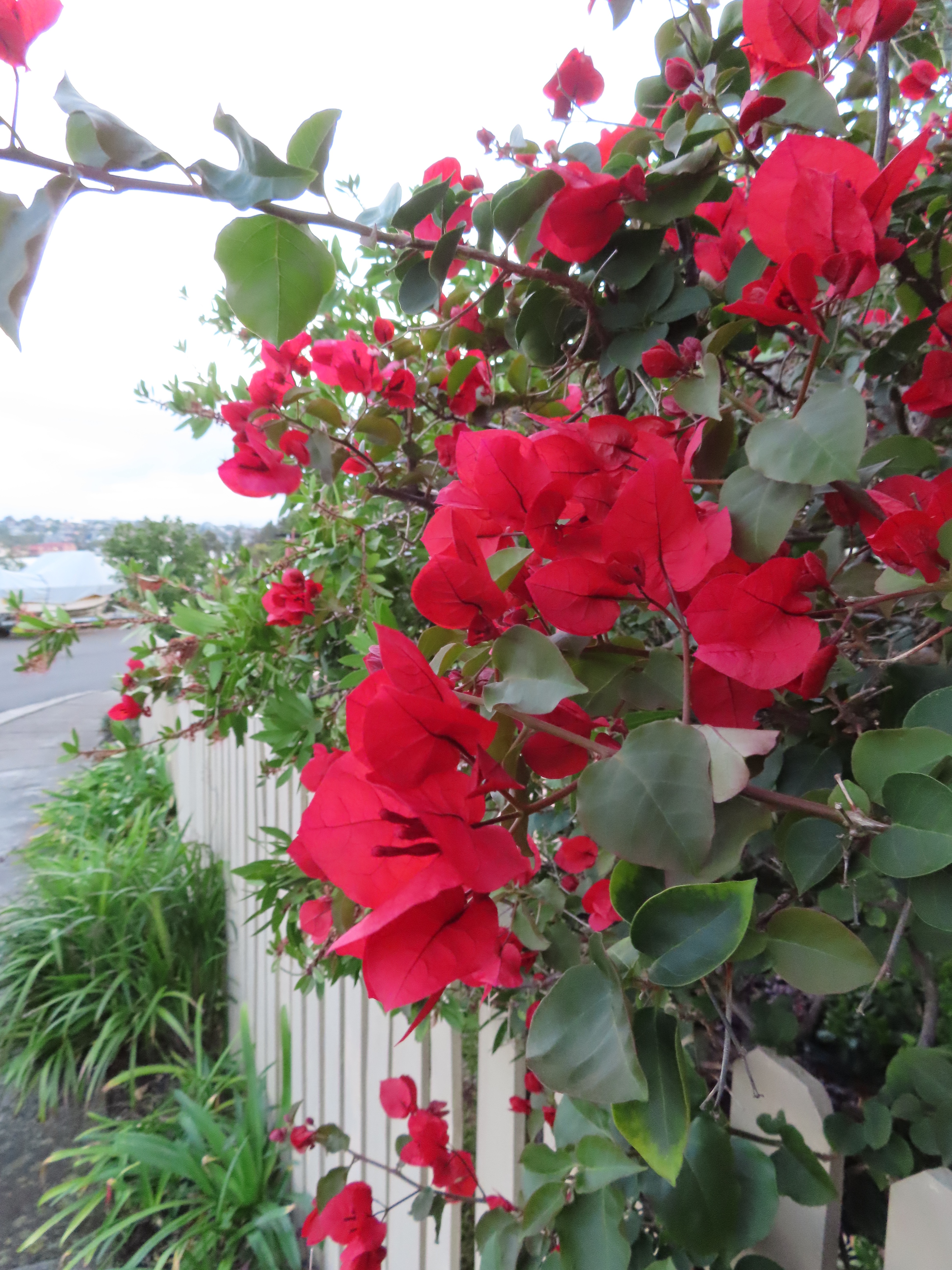 Hunters Hill Pub Dinner 15 March 2020 